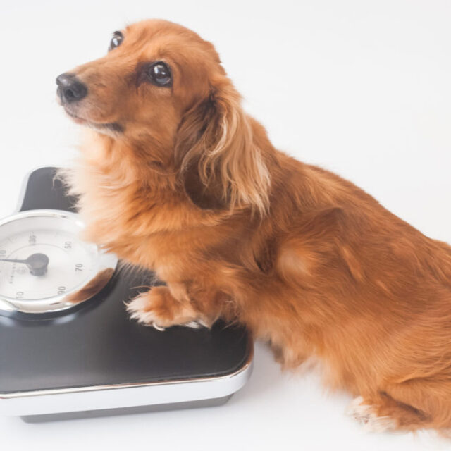 犬の肥満は呼吸機能を低下させる？！