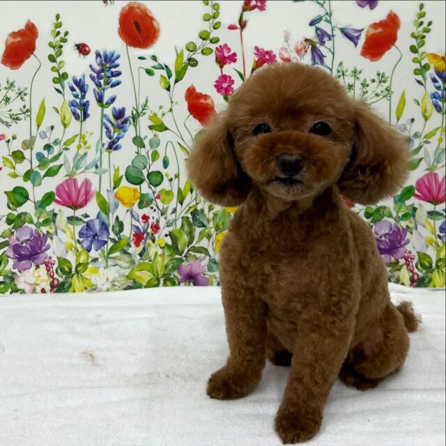 .

shampoo cut✂️

コロンちゃん🐾

ありがとうございました♡

#名古屋みなみ動物病院 #動物病院 #名古屋市南区 #トリミング #名古屋トリミング #犬 #dog #ふわもこ部 #わんこら部 #trimming #トリマー #trimmer #カットスタイル #cutstyle #プードル #toypoodle #シャンプー #shampoo #dogsalon #保湿浴 #犬の保湿 #リファファインバブル #dogstgram#オゾン#オゾンシャワー