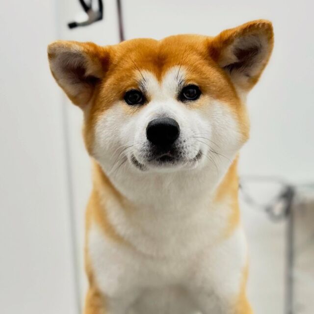 .

shampoo🛁

ほのかちゃん🐾

ありがとうございました♡

#名古屋みなみ動物病院 #動物病院 #名古屋市南区 #トリミング #名古屋トリミング #犬 #dog #ふわもこ部 #わんこら部 #trimming #トリマー #trimmer #カットスタイル #cutstyle #プードル #toypoodle #シャンプー #shampoo #dogsalon #保湿浴 #犬の保湿 #リファファインバブル #dogstgram#オゾン#オゾンシャワー