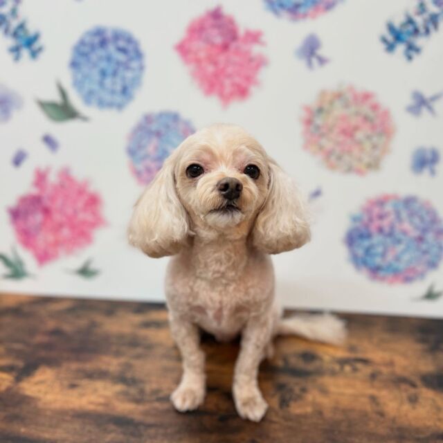 .

shampoo cut✂️

ココちゃん🐾

ありがとうございました♡

#名古屋みなみ動物病院 #動物病院 #名古屋市南区 #トリミング #名古屋トリミング #犬 #dog #ふわもこ部 #わんこら部 #trimming #トリマー #trimmer #カットスタイル #cutstyle #プードル #toypoodle #シャンプー #shampoo #dogsalon #保湿浴  #リファファインバブル #dogstgram#オゾン#オゾンシャワー