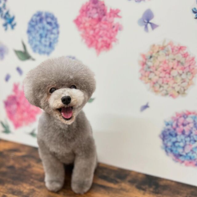 .

shampoo cut✂️

蓮華ちゃん🐾

ありがとうございました♡

#名古屋みなみ動物病院 #動物病院 #名古屋市南区 #トリミング #名古屋トリミング #犬 #dog #ふわもこ部 #わんこら部 #trimming #トリマー #trimmer #カットスタイル #cutstyle #プードル #toypoodle #シャンプー #shampoo #dogsalon #保湿浴  #リファファインバブル #dogstgram#オゾン#オゾンシャワー