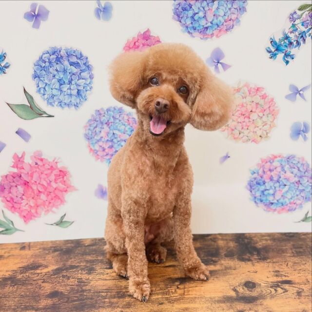 .
shampoo cut✂️

あとむくん🐾

ありがとうございました♡

#名古屋みなみ動物病院 #動物病院 #名古屋市南区 #トリミング #名古屋トリミング #犬 #dog #ふわもこ部 #わんこら部 #trimming #トリマー #trimmer #カットスタイル #cutstyle #プードル #toypoodle #シャンプー #shampoo #dogsalon #保湿浴 #犬の保湿 #リファファインバブル #dogstgram#オゾン#オゾンシャワー