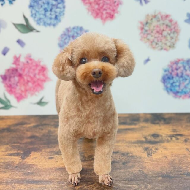 .
shampoo cut✂️

noa くん🐾

ありがとうございました♡

#名古屋みなみ動物病院 #動物病院 #名古屋市南区 #トリミング #名古屋トリミング #犬 #dog #ふわもこ部 #わんこら部 #trimming #トリマー #trimmer #カットスタイル #cutstyle #プードル #toypoodle #シャンプー #shampoo #dogsalon #保湿浴 #犬の保湿 #リファファインバブル #dogstgram#オゾン#オゾンシャワー