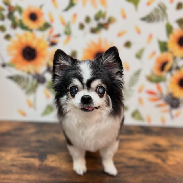 .

shampoo cut✂️

ノエルくん🐾

ありがとうございました♡

#名古屋みなみ動物病院 #動物病院 #名古屋市南区 #トリミング #名古屋トリミング #犬 #dog #ふわもこ部 #わんこら部 #trimming #トリマー #trimmer #カットスタイル #cutstyle #プードル #toypoodle #シャンプー #shampoo #dogsalon #保湿浴 #犬の保湿 #スキンケア #リファファインバブル #dogstgram#オゾン#オゾンシャワー #予約受付中 #シニアトリミング #ハイシニアトリミング #パピー