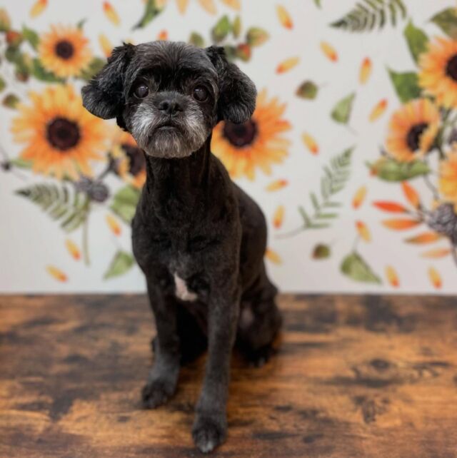 .
shampoo cut✂️

ここあちゃん🐾

ありがとうございました♡ 

#名古屋みなみ動物病院 #動物病院 #名古屋市南区 #トリミング #名古屋トリミング #犬 #dog #ふわもこ部 #わんこら部 #trimming #トリマー #trimmer #カットスタイル #cutstyle #プードル #toypoodle #シャンプー #shampoo #dogsalon #保湿浴 #犬の保湿 #スキンケア #リファファインバブル #dogstgram#オゾン#オゾンシャワー #予約受付中 #シニアトリミング #ハイシニアトリミング #パピー