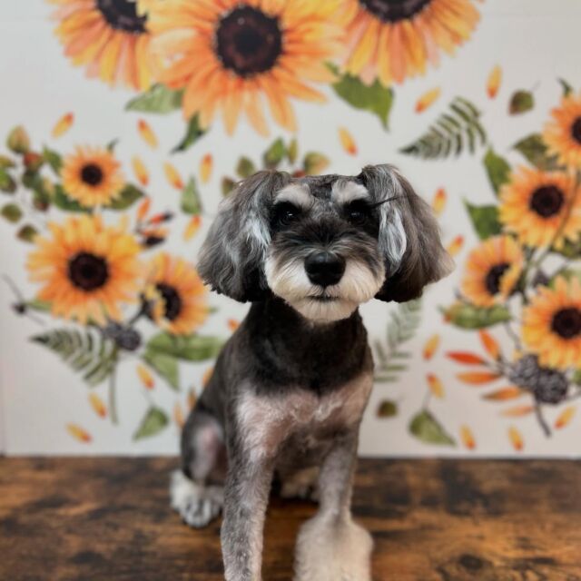 .

shampoo cut✂️

ベルくん🐾
頑張りました. ݁₊᪥⋆. ݁

ありがとうございました♡

#名古屋みなみ動物病院 #動物病院 #名古屋市南区 #トリミング #名古屋トリミング #犬 #dog #ふわもこ部 #わんこら部 #trimming #トリマー #trimmer #カットスタイル #cutstyle #プードル #toypoodle #シャンプー #shampoo #dogsalon #保湿浴 #犬の保湿 #スキンケア #リファファインバブル #dogstgram#オゾン#オゾンシャワー #予約受付中 #シニアトリミング #ハイシニアトリミング #パピー