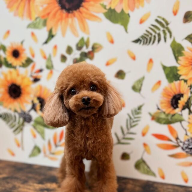 .

shampoo cut✂️

モフちゃん🐾
頭とお顔調整中ཐིཋྀ

ありがとうございました♡

#名古屋みなみ動物病院 #動物病院 #名古屋市南区 #トリミング #名古屋トリミング #犬 #dog #ふわもこ部 #わんこら部 #trimming #トリマー #trimmer #カットスタイル #cutstyle #プードル #toypoodle #シャンプー #shampoo #dogsalon #保湿浴 #犬の保湿 #スキンケア #リファファインバブル #dogstgram#オゾン#オゾンシャワー #予約受付中 #シニアトリミング #ハイシニアトリミング #パピー