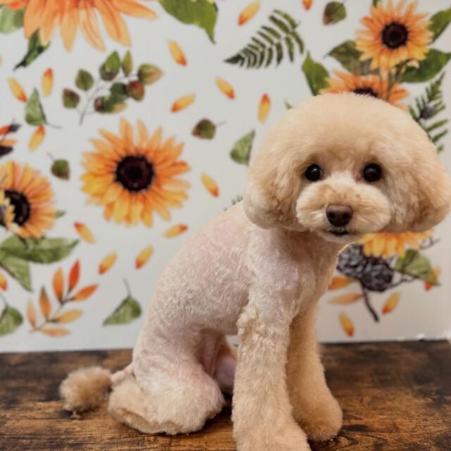 .

shampoo cut✂️

ミルクちゃん🐾

ありがとうございました♡

#名古屋みなみ動物病院 #動物病院 #名古屋市南区 #トリミング #名古屋トリミング #犬 #dog #ふわもこ部 #わんこら部 #trimming #トリマー #trimmer #カットスタイル #cutstyle #プードル #toypoodle #シャンプー #shampoo #dogsalon #保湿浴 #犬の保湿 #スキンケア #リファファインバブル #dogstgram#オゾン#オゾンシャワー #予約受付中 #シニアトリミング #ハイシニアトリミング #パピー