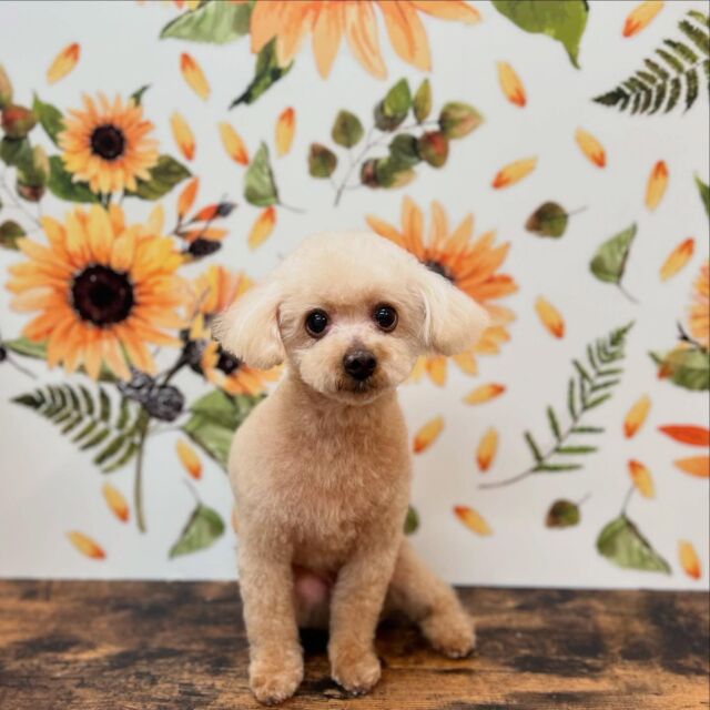 .

shampoo cut✂️

ココちゃん🐾

ありがとうございました♡

#名古屋みなみ動物病院 #動物病院 #名古屋市南区 #トリミング #名古屋トリミング #犬 #dog #ふわもこ部 #わんこら部 #trimming #トリマー #trimmer #カットスタイル #cutstyle #プードル #toypoodle #シャンプー #shampoo #dogsalon #保湿浴 #犬の保湿 #スキンケア #リファファインバブル #dogstgram#オゾン#オゾンシャワー #予約受付中 #シニアトリミング #ハイシニアトリミング #パピー
