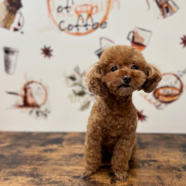 .

shampoo🛁𓈒𓏸𓐍

コロンちゃん🐾

ありがとうございました♡

#名古屋みなみ動物病院 #動物病院 #名古屋市南区 #トリミング #名古屋トリミング #犬 #dog #ふわもこ部 #わんこら部 #trimming #トリマー #trimmer #カットスタイル #cutstyle #プードル #toypoodle #シャンプー #shampoo #dogsalon #保湿浴 #犬の保湿 #スキンケア #リファファインバブル #dogstgram#オゾン#オゾンシャワー #予約受付中 #シニアトリミング #ハイシニアトリミング #パピー
