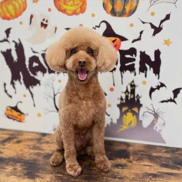 .
shampoo cut ✄ ⟡.·

アトムくん🐾

ありがとうございました♡ 

#名古屋みなみ動物病院 #動物病院トリミング #名古屋市南区 #トリミング #名古屋トリミング #犬 #dog #ふわもこ部 #わんこら部 #trimming #トリマー #trimmer #カットスタイル #cutstyle #プードル #toypoodle #シャンプー #shampoo #dogsalon #保湿浴 #犬の保湿 #スキンケア #リファファインバブル #dogstgram#オゾン#オゾンシャワー #予約受付中 #シニアトリミング #ハイシニアトリミング #パピー