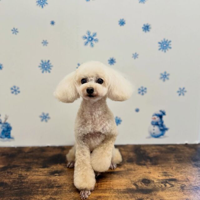 .

shampoo cut✄ ⟡.·

ミルクちゃん🐾

ありがとうございました♡

※時差投稿になります。
体調などその日の状況により
写真撮影が出来なくなる場合がございます。

#名古屋みなみ動物病院 #動物病院 #名古屋市南区 #トリミング #名古屋トリミング #犬 #dog #ふわもこ部 #わんこら部 #trimming #トリマー #trimmer #カットスタイル #cutstyle #プードル #toypoodle #シャンプー #shampoo #dogsalon #保湿浴 #犬の保湿 #スキンケア #リファファインバブル #dogstgram#オゾン#オゾンシャワー #予約受付中 #シニアトリミング #ハイシニアトリミング #パピー