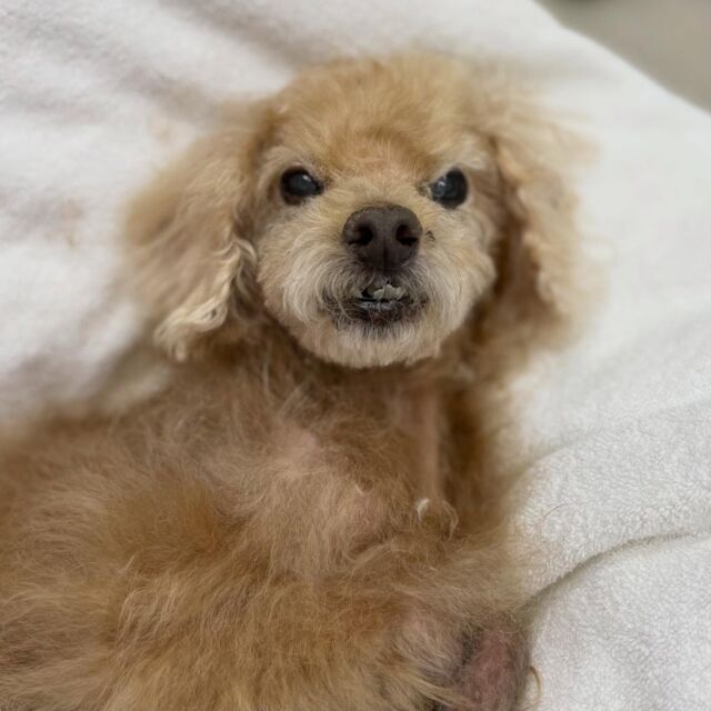 .

shampoo🛁𓈒𓏸𓐍

メロちゃん🐾
トリマーの膝の上で
うとうとしていました☺︎

ありがとうございました♡

※時差投稿になります。
体調などその日の状況により
写真撮影が出来なくなる場合がございます。

 #動物病院 #名古屋市南区 #トリミング #予約受付中