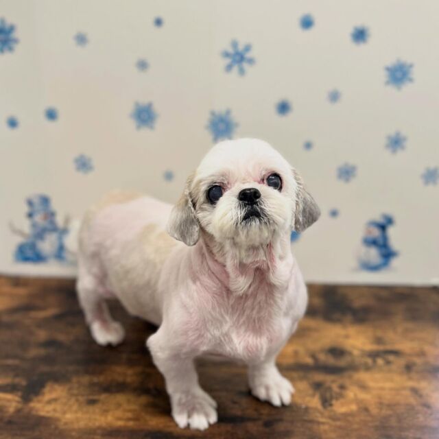 .

shampoo cut✄ ⟡.·
⁡
ムギちゃん🐾

ありがとうございました♡

※時差投稿になります。
体調などその日の状況により
写真撮影が出来なくなる場合がございます。

#名古屋みなみ動物病院 #動物病院 #名古屋市南区 #トリミング #名古屋トリミング #犬 #dog #ふわもこ部 #わんこら部 #trimming #トリマー #trimmer #カットスタイル #cutstyle #プードル #toypoodle #シャンプー #shampoo #dogsalon #保湿浴 #犬の保湿 #スキンケア #リファファインバブル #dogstgram#オゾン#オゾンシャワー #予約受付中 #シニアトリミング #ハイシニアトリミング #パピー