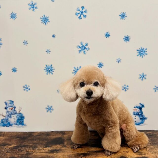 .

shampoo cut✄ ⟡.·

チョコちゃん🐾

ありがとうございました♡

※時差投稿になります。
体調などその日の状況により
写真撮影が出来なくなる場合がございます。

#名古屋みなみ動物病院 #動物病院 #名古屋市南区 #トリミング #名古屋トリミング #犬 #dog #ふわもこ部 #わんこら部 #trimming #トリマー #trimmer #カットスタイル #cutstyle #プードル #toypoodle #シャンプー #shampoo #dogsalon #保湿浴 #犬の保湿 #スキンケア #リファファインバブル #dogstgram#オゾン#オゾンシャワー #予約受付中 #シニアトリミング #ハイシニアトリミング #パピー