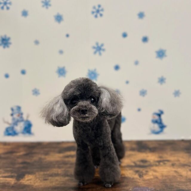 .

shampoo cut✄ ⟡.·

クッキーちゃん🐾

ありがとうございました♡

※時差投稿になります。
体調などその日の状況により
写真撮影が出来なくなる場合がございます。

#名古屋みなみ動物病院 #動物病院 #名古屋市南区 #トリミング #名古屋トリミング #犬 #dog #ふわもこ部 #わんこら部 #trimming #トリマー #trimmer #カットスタイル #cutstyle #プードル #toypoodle #シャンプー #shampoo #dogsalon #保湿浴 #犬の保湿 #スキンケア #リファファインバブル #dogstgram#オゾン#オゾンシャワー #予約受付中 #シニアトリミング #ハイシニアトリミング #パピー