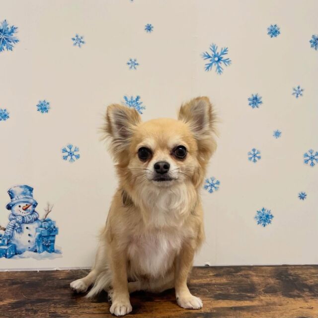 .

shampoo🛁𓈒𓏸𓐍

ACEくん🐾

ありがとうございました♡

※時差投稿になります。
体調などその日の状況により
写真撮影が出来なくなる場合がございます。

 #動物病院 #名古屋市南区 #トリミング #予約受付中