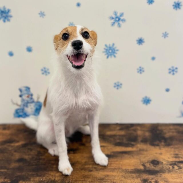 .

shampoo🛁𓈒𓏸𓐍

心春ちゃん🐾

ありがとうございました♡

※時差投稿になります。
体調などその日の状況により
写真撮影が出来なくなる場合がございます。

 #動物病院 #名古屋市南区 #トリミング #予約受付中