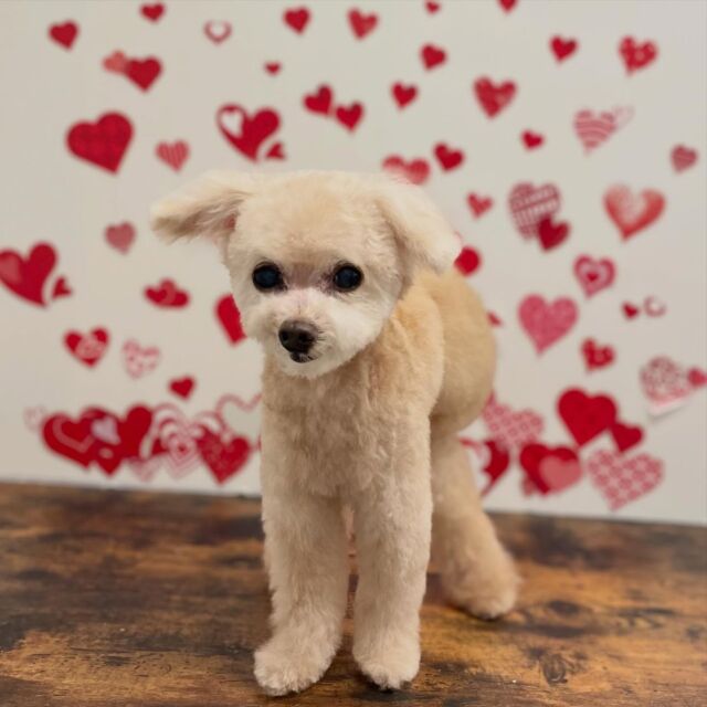 .
shampoo cut ✄ ⟡.·

はななちゃん🐾

ありがとうございました♡ 

※時差投稿になります。
体調などその日の状況により
写真撮影が出来なくなる場合がございます。

 #動物病院 #名古屋市南区 #トリミング #予約受付中