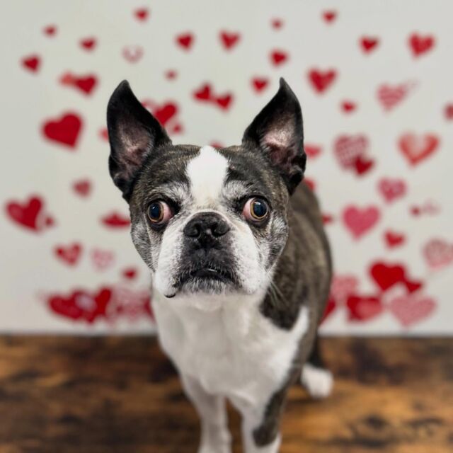 .

shampoo🛁𓈒𓏸𓐍

ソラキチちゃん🐾

ありがとうございました♡

※時差投稿になります。
体調などその日の状況により
写真撮影が出来なくなる場合がございます。

#動物病院 #名古屋市南区 #トリミング #予約受付中  #名古屋みなみ動物病院どうぶつ呼吸器クリニック