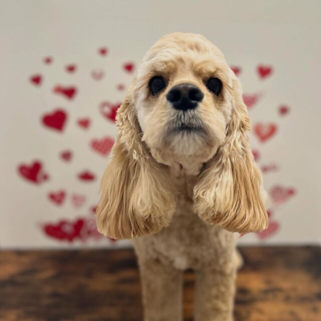 .

shampoo cut ✄ ⟡.·

のあくん🐾

ありがとうございました♡

※時差投稿になります。
体調などその日の状況により
写真撮影が出来なくなる場合がございます。

#動物病院 #名古屋市南区 #トリミング #予約受付中  #名古屋みなみ動物病院どうぶつ呼吸器クリニック