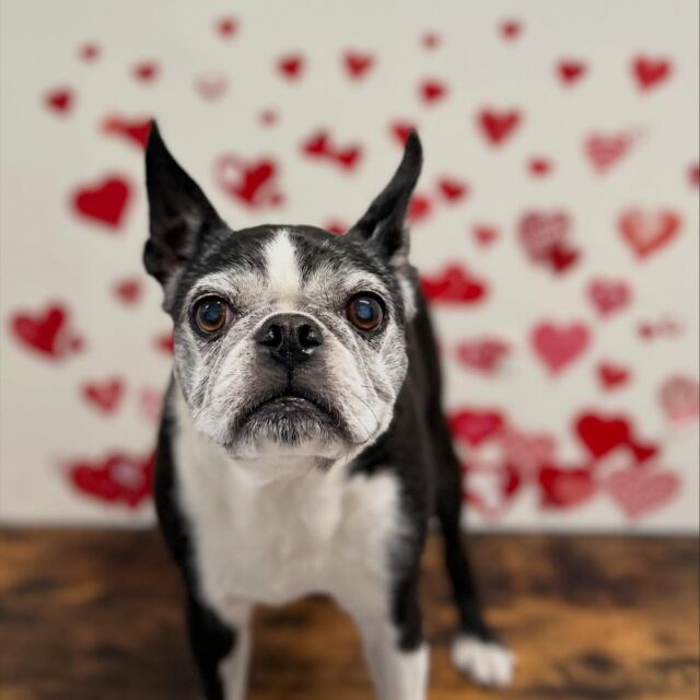 .

shampoo🛁𓈒𓏸𓐍

コテツちゃん🐾

ありがとうございました♡

※時差投稿になります。
体調などその日の状況により
写真撮影が出来なくなる場合がございます。

#動物病院 #名古屋市南区 #トリミング #予約受付中  #名古屋みなみ動物病院どうぶつ呼吸器クリニック