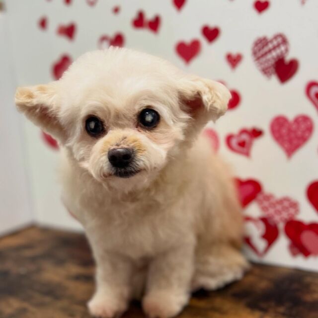 .

shampoo🛁𓈒𓏸𓐍

ジュネちゃん🐾

ありがとうございました♡

※時差投稿になります。
体調などその日の状況により
写真撮影が出来なくなる場合がございます。

#動物病院 #名古屋市南区 #トリミング #予約受付中  #名古屋みなみ動物病院どうぶつ呼吸器クリニック