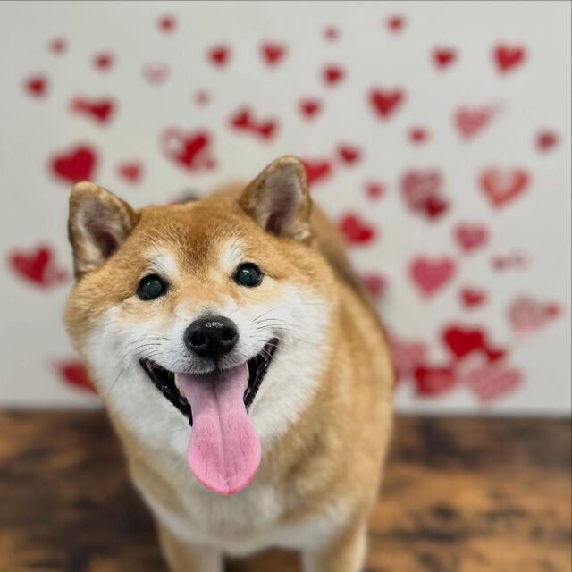 .

shampoo🛁𓈒𓏸𓐍

ヒメちゃん🐾

ありがとうございました♡

※時差投稿になります。
体調などその日の状況により
写真撮影が出来なくなる場合がございます。

#動物病院 #名古屋市南区 #トリミング #予約受付中  #名古屋みなみ動物病院どうぶつ呼吸器クリニック