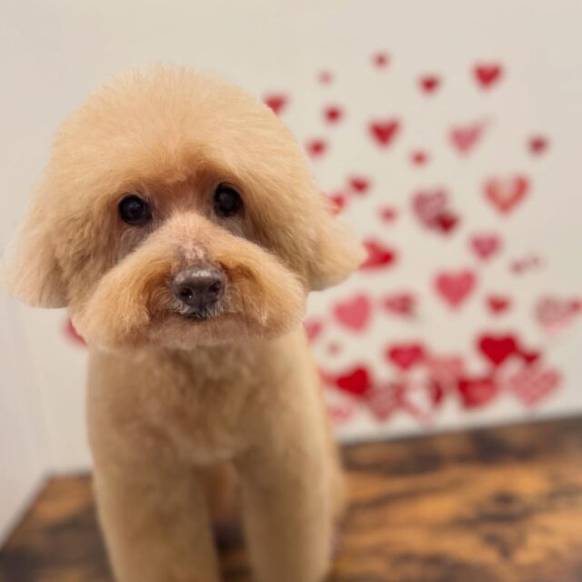 .

shampoo cut ✄ ⟡.·

ルーカスくん🐾

ありがとうございました♡

※時差投稿になります。
体調などその日の状況により
写真撮影が出来なくなる場合がございます。

#動物病院 #名古屋市南区 #トリミング #予約受付中  #名古屋みなみ動物病院どうぶつ呼吸器クリニック