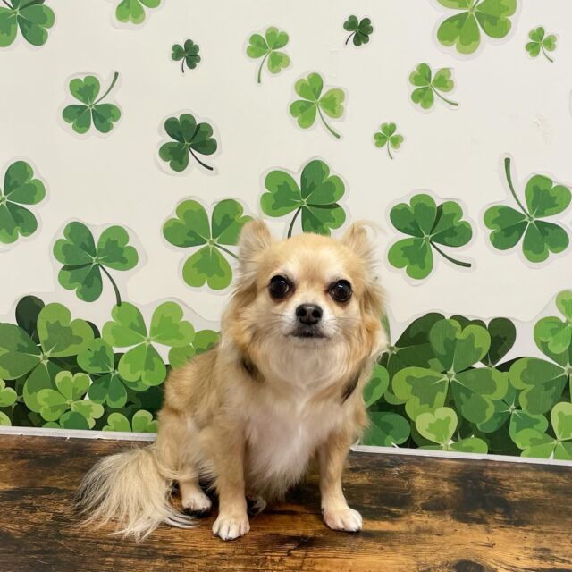 .

shampoo🛁𓈒𓏸𓐍

ACEくん🐾

ありがとうございました♡

※時差投稿になります。
体調などその日の状況により
写真撮影が出来なくなる場合がございます。

 #動物病院 #名古屋市南区 #トリミング #予約受付中