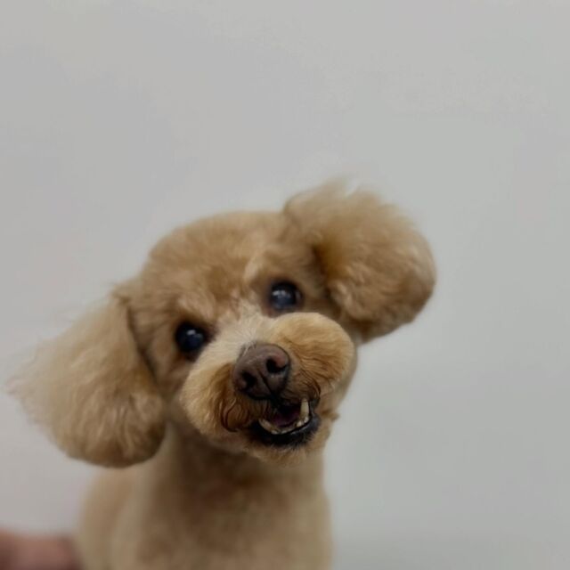 .

shampoo cut ✄ ⟡.·

ちゃたろうくん🐾

ありがとうございました♡

※時差投稿になります。
体調などその日の状況により
写真撮影が出来なくなる場合がございます。

#動物病院 #名古屋市南区 #トリミング #予約受付中  #名古屋みなみ動物病院どうぶつ呼吸器クリニック