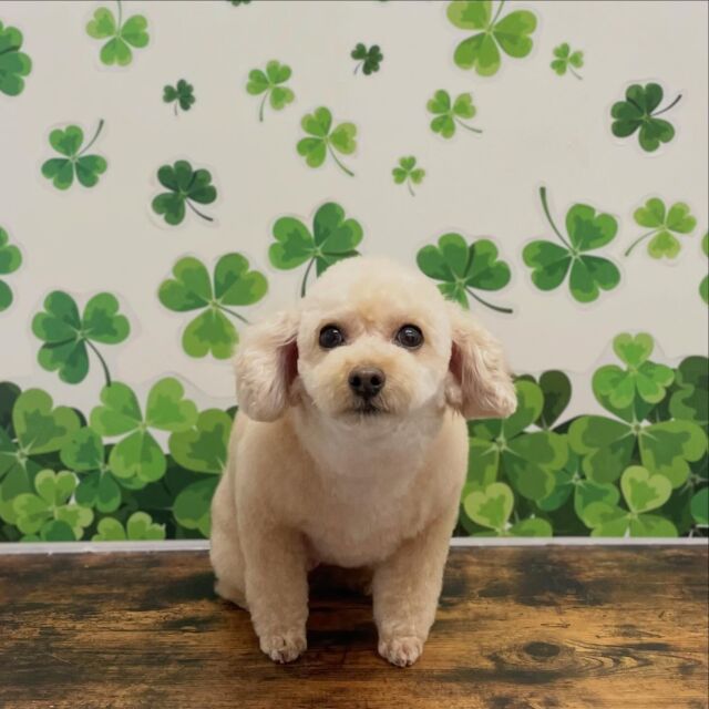 .
shampoo cut ✄ ⟡.·

メグちゃん🐾

ありがとうございました♡ 

※時差投稿になります。
体調などその日の状況により
写真撮影が出来なくなる場合がございます。

 #動物病院 #名古屋市南区 #トリミング #予約受付中