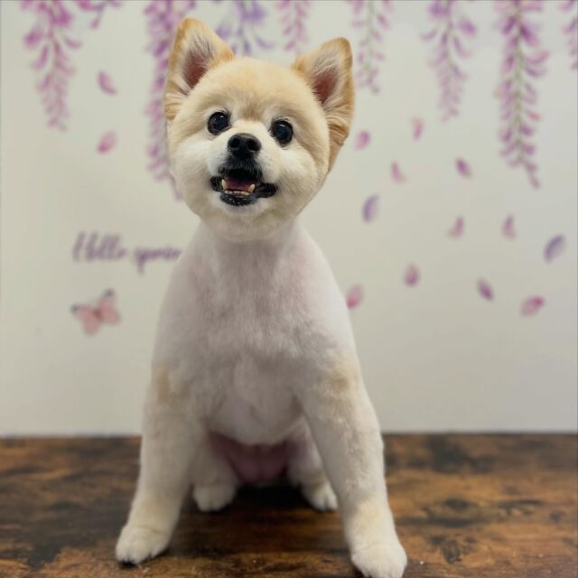 .
shampoo cut ✄ ⟡.·

ミルカちゃん🐾

ありがとうございました♡ 

※時差投稿になります。
体調などその日の状況により
写真撮影が出来なくなる場合がございます。

 #動物病院 #名古屋市南区 #トリミング #予約受付中