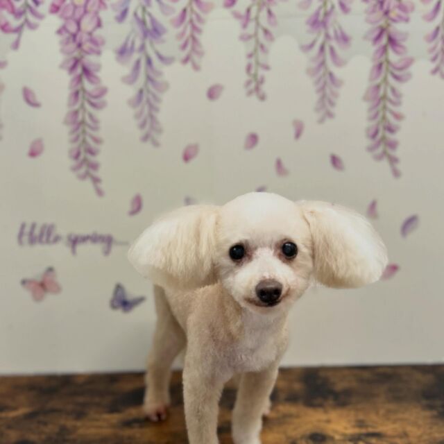 .

shampoo cut ✄ ⟡.·

チェリーくん🐾

ありがとうございました♡

※時差投稿になります。
体調などその日の状況により
写真撮影が出来なくなる場合がございます。

#動物病院 #名古屋市南区 #トリミング #予約受付中  #名古屋みなみ動物病院どうぶつ呼吸器クリニック