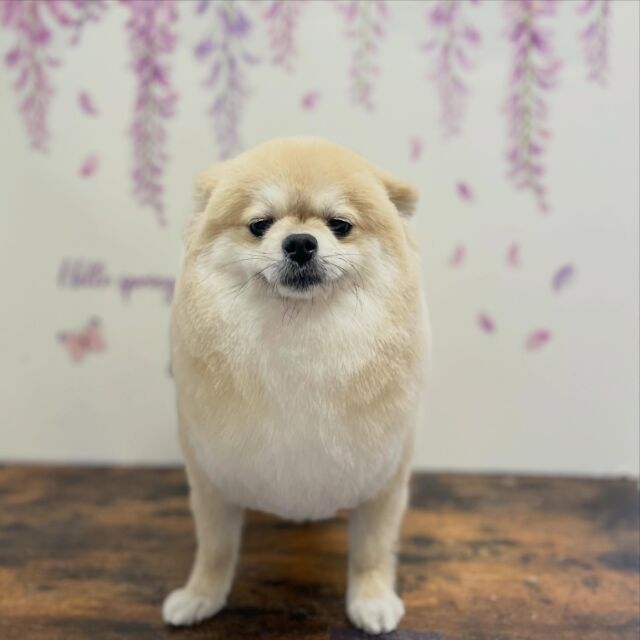 .
shampoo cut ✄ ⟡.·

ランちゃん🐾

ありがとうございました♡ 

※時差投稿になります。
体調などその日の状況により
写真撮影が出来なくなる場合がございます。

 #動物病院 #名古屋市南区 #トリミング #予約受付中