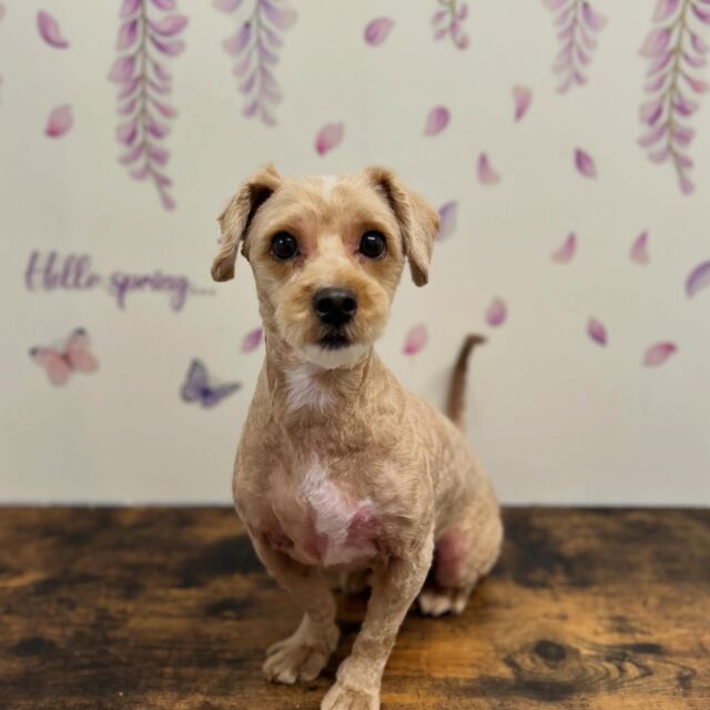 .

shampoo cut ✄ ⟡.·

トトちゃん🐾

ありがとうございました♡

※時差投稿になります。
体調などその日の状況により
写真撮影が出来なくなる場合がございます。

#動物病院 #名古屋市南区 #トリミング #予約受付中  #名古屋みなみ動物病院どうぶつ呼吸器クリニック