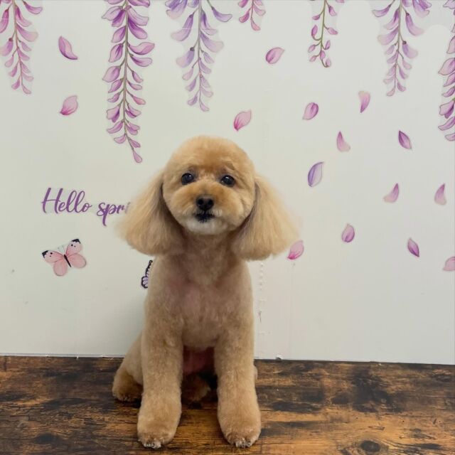.
shampoo cut ✄ ⟡.·

メイちゃん🐾

ありがとうございました♡ 

※時差投稿になります。
体調などその日の状況により
写真撮影が出来なくなる場合がございます。

 #動物病院 #名古屋市南区 #トリミング #予約受付中