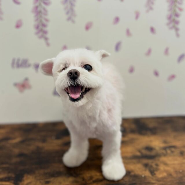 .

shampoo cut ✄ ⟡.·

らんちゃん🐾

ありがとうございました♡

※時差投稿になります。
体調などその日の状況により
写真撮影が出来なくなる場合がございます。

#動物病院 #名古屋市南区 #トリミング #予約受付中  #名古屋みなみ動物病院どうぶつ呼吸器クリニック