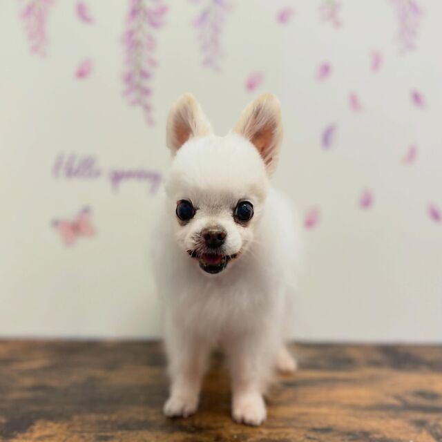 .
shampoo cut ✄ ⟡.·

リオンくん🐾

ありがとうございました♡ 

※時差投稿になります。
体調などその日の状況により
写真撮影が出来なくなる場合がございます。

 #動物病院 #名古屋市南区 #トリミング #予約受付中