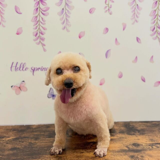 .
shampoo cut ✄ ⟡.·

イブちゃん🐾

ありがとうございました♡ 

※時差投稿になります。
体調などその日の状況により
写真撮影が出来なくなる場合がございます。

 #動物病院 #名古屋市南区 #トリミング #予約受付中