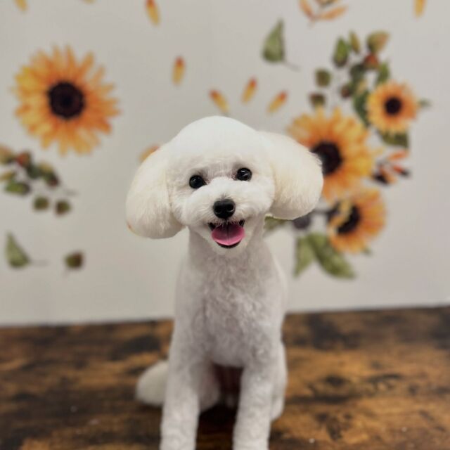 .

shampoo cut ✄ ⟡.·

花奈ちゃん🐾

ありがとうございました♡

※時差投稿になります。
体調などその日の状況により
写真撮影が出来なくなる場合がございます。

#動物病院 #名古屋市南区 #トリミング  #名古屋みなみ動物病院どうぶつ呼吸器クリニック
#トリマー募集中
