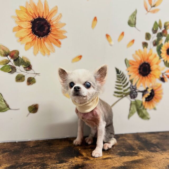 .

shampoo cut ✄ ⟡.·

ふぅちゃん🐾

ありがとうございました♡

※時差投稿になります。
体調などその日の状況により
写真撮影が出来なくなる場合がございます。

#動物病院 #名古屋市南区 #トリミング  #名古屋みなみ動物病院どうぶつ呼吸器クリニック
#トリマー募集中
