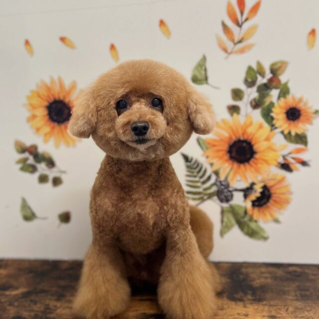 .

shampoo cut ✄ ⟡.·

ジャックくん🐾
まん丸カットになりました✨

ありがとうございました♡

※時差投稿になります。
体調などその日の状況により
写真撮影が出来なくなる場合がございます。

#動物病院 #名古屋市南区 #トリミング  #名古屋みなみ動物病院どうぶつ呼吸器クリニック
#トリマー募集中