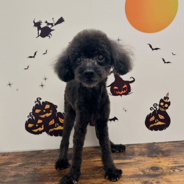 .

shampoo cut ✄ ⟡.·

まりあちゃん🐾

ありがとうございました♡

※時差投稿になります。
体調などその日の状況により
写真撮影が出来なくなる場合がございます。

#動物病院 #名古屋市南区 #トリミング  #名古屋みなみ動物病院どうぶつ呼吸器クリニック