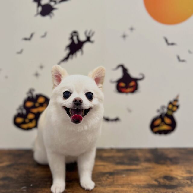 .

shampoo cut ✄ ⟡.·

ララちゃん🐾

ありがとうございました♡

※時差投稿になります。
体調などその日の状況により
写真撮影が出来なくなる場合がございます。

#動物病院 #名古屋市南区 #トリミング  #名古屋みなみ動物病院どうぶつ呼吸器クリニック